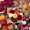 thumbnail image 1 of Zinnia Cut Flower Sampler Collection Seed, 1 of 2