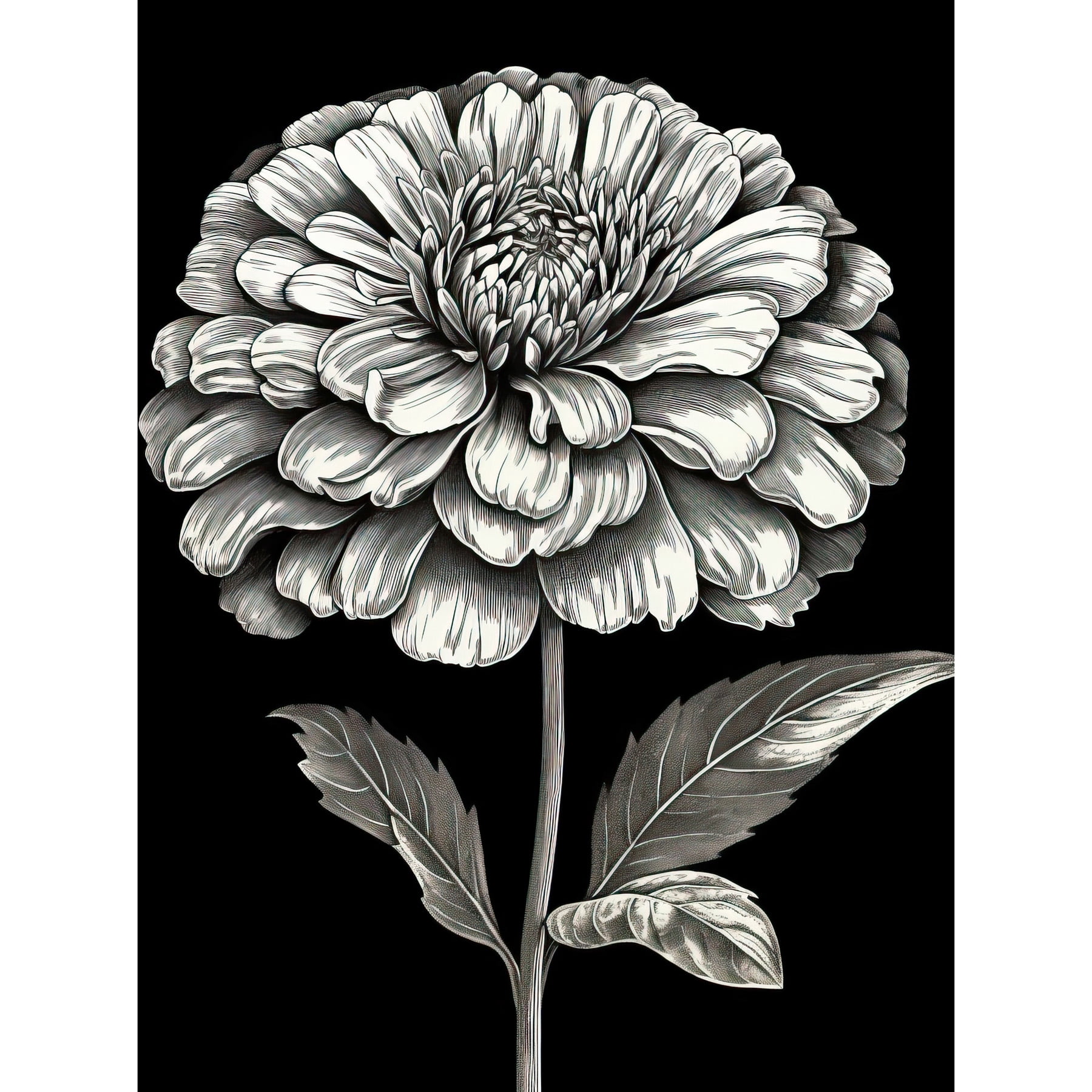 Zinnia Flower Bloom Black and White Illustration Unframed Wall Art ...