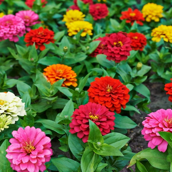Zinnia Flower Garden Seeds - Dahlia Flowered Mix - 1 Oz - Annual Flower Gardening Seed