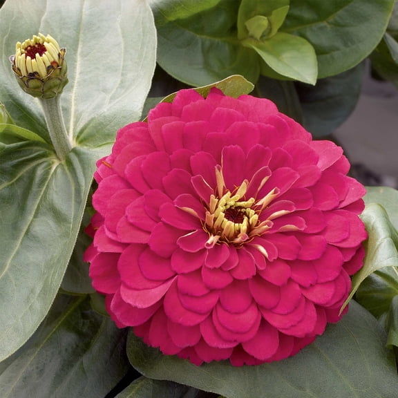 Zinnia Flower Garden Seeds - Magellan Series - Cherry - 100 Seeds - Annual Flower Gardening Seed