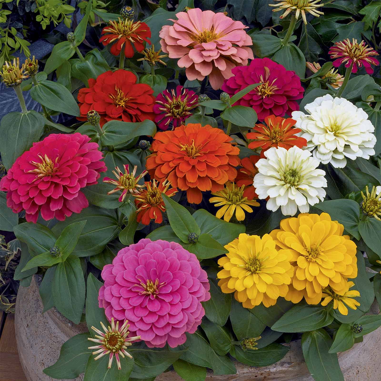 Zinnia Flower Garden Seeds - Magellan Series - Mix - 100 Seeds - Annual Flower Gardening Seed