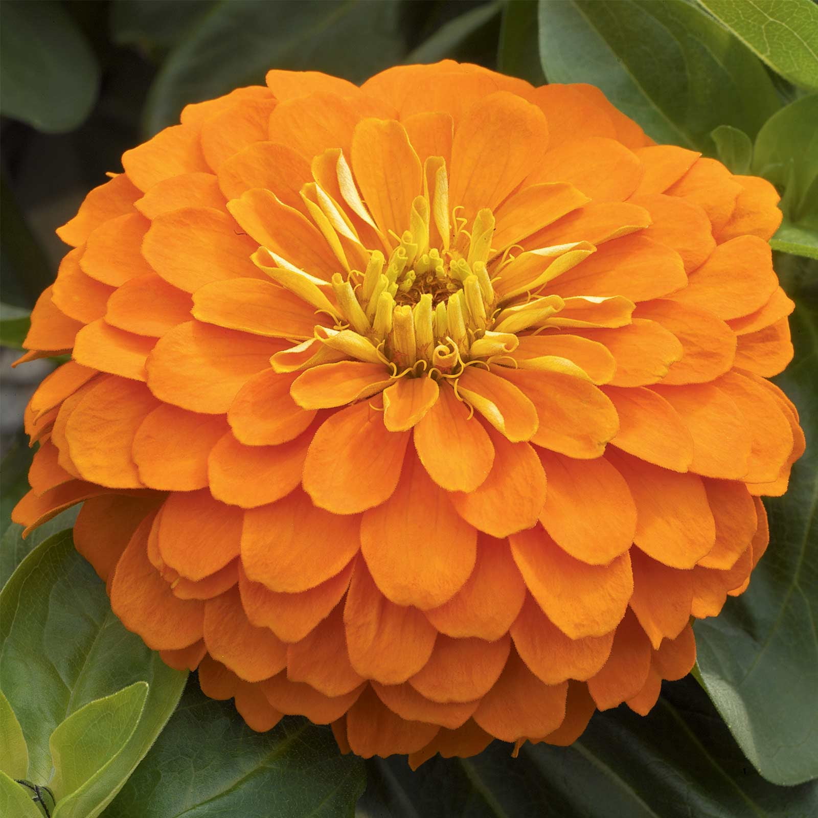 Zinnia Flower Garden Seeds - Magellan Series - Orange - 100 Seeds - Annual Flower Gardening Seed