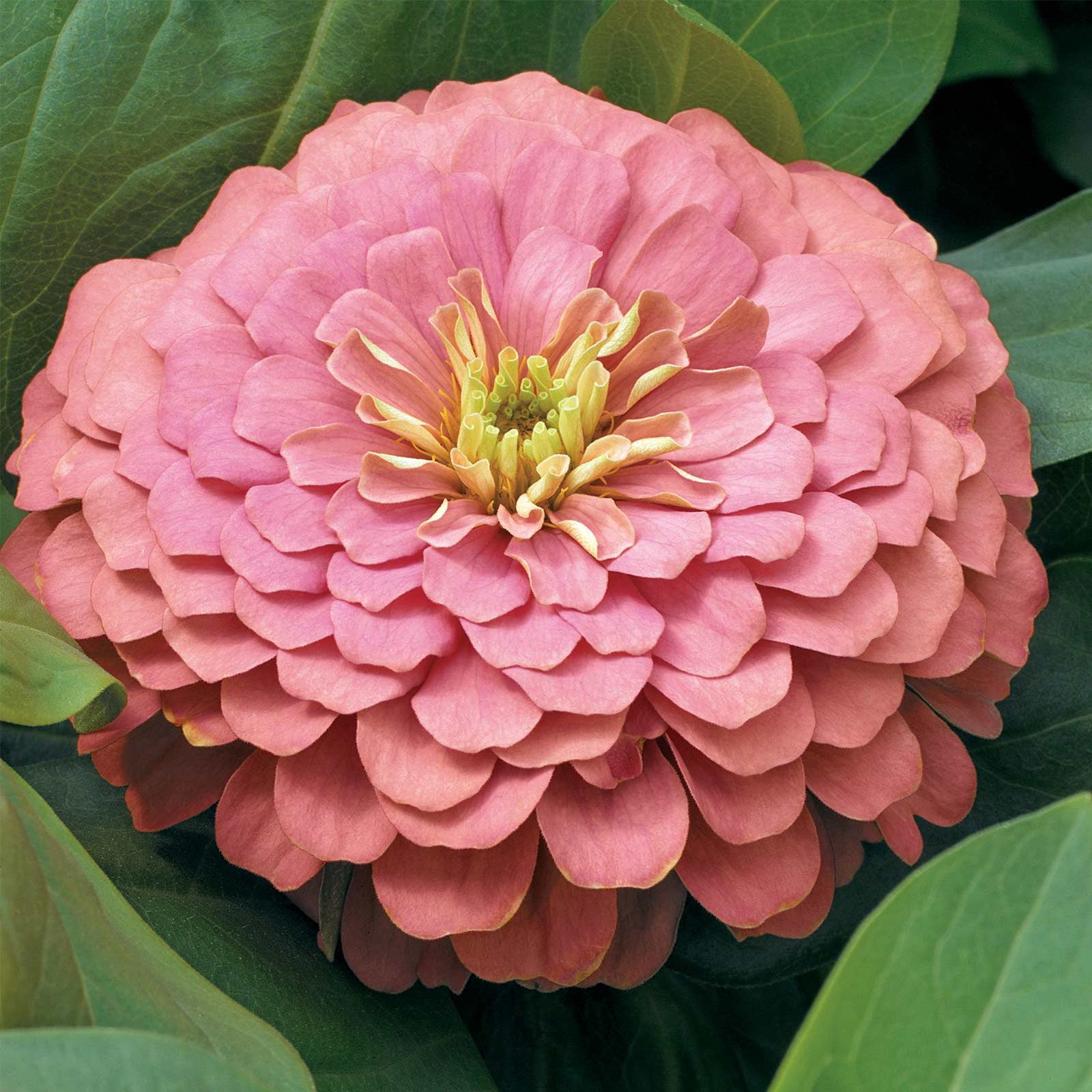 Zinnia Flower Garden Seeds - Magellan Series - Salmon - 100 Seeds - Annual Flower Gardening Seed