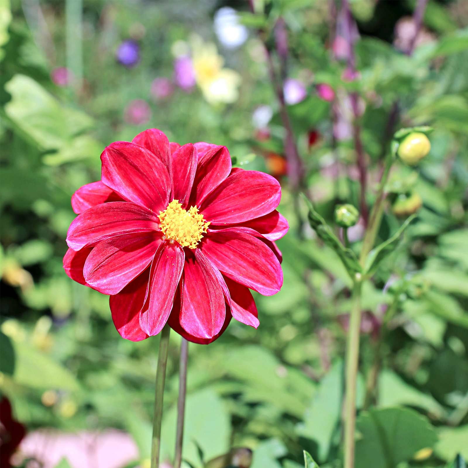 Zinnia Flower Garden Seeds - Profusion Series - Cherry - 500 Seeds - Annual Flower Gardening Seed - Zinnia hybrida
