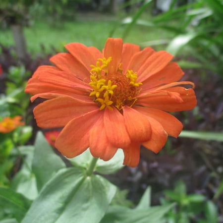 Zinnia Flower Garden Seeds - Profusion Series - Deep Apricot - 100 Seeds - Annual Flower Gardening Seed - Zinnia hybrida