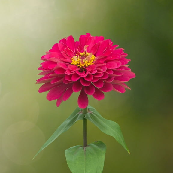 Zinnia Flower Garden Seeds - Profusion Series - Double Cherry - 100 Seeds - Annual Flower Gardening Seed - Zinnia hybrida