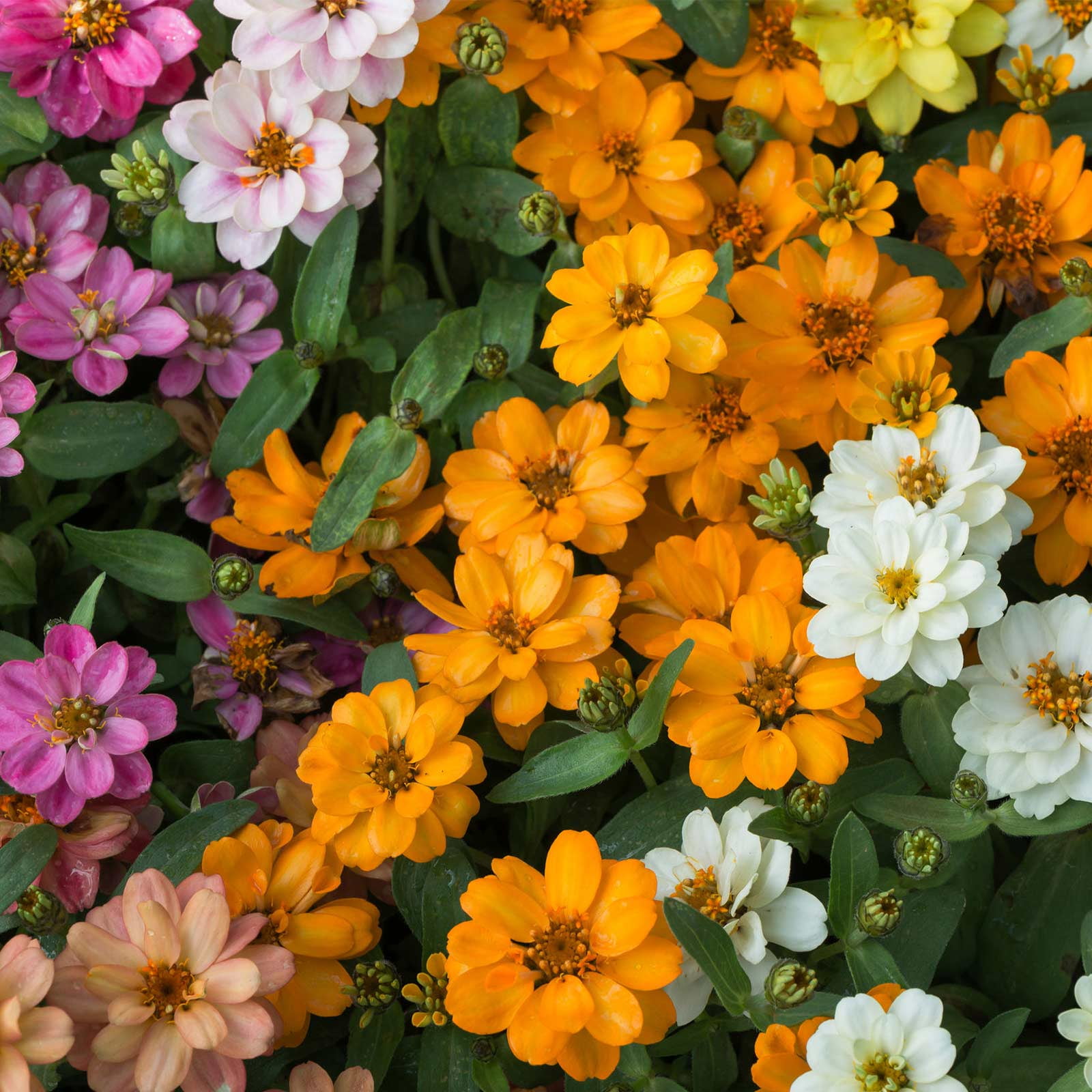 Zinnia Flower Garden Seeds - Profusion Series - Double Mix - 500 Seeds - Annual Flower Gardening Seed - Zinnia hybrida