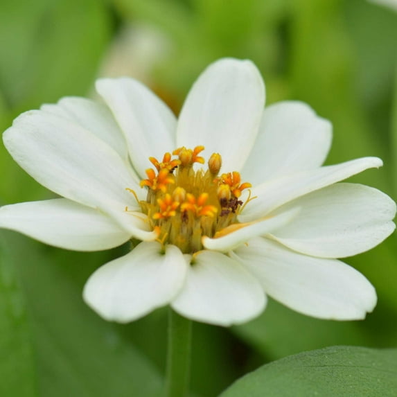 Zinnia Flower Garden Seeds - Profusion Series - Double White - 500 Seeds - Annual Flower Gardening Seed - Zinnia hybrida