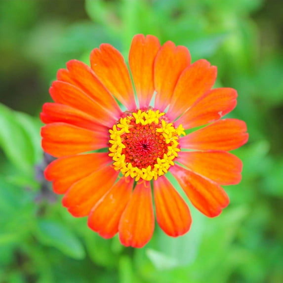 Zinnia Flower Garden Seeds - Profusion Series - Fire - 100 Seeds - Annual Flower Gardening Seed - Zinnia hybrida