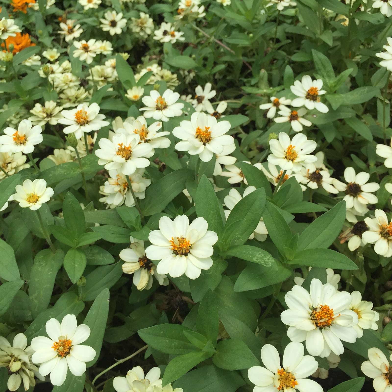Zinnia Flower Garden Seeds - Profusion Series - White - 100 Seeds - Annual Flower Gardening Seed - Zinnia hybrida