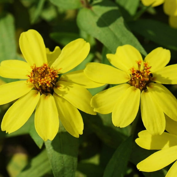 Zinnia Flower Garden Seeds - Profusion Series - Yellow - 100 Seeds - Annual Flower Gardening Seed - Zinnia hybrida