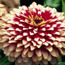 Zinnia Flower Garden Seeds - Swizzler Series - Cherry & Ivory - 100 Seeds - Annual Flower Gardening Seed - Zinnia elegens