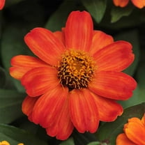 Zinnia Flower Garden Seeds - Zahara Series - Fire - 100 Seeds - Annual Flower Gardening Seed - Zinnia Marylandia