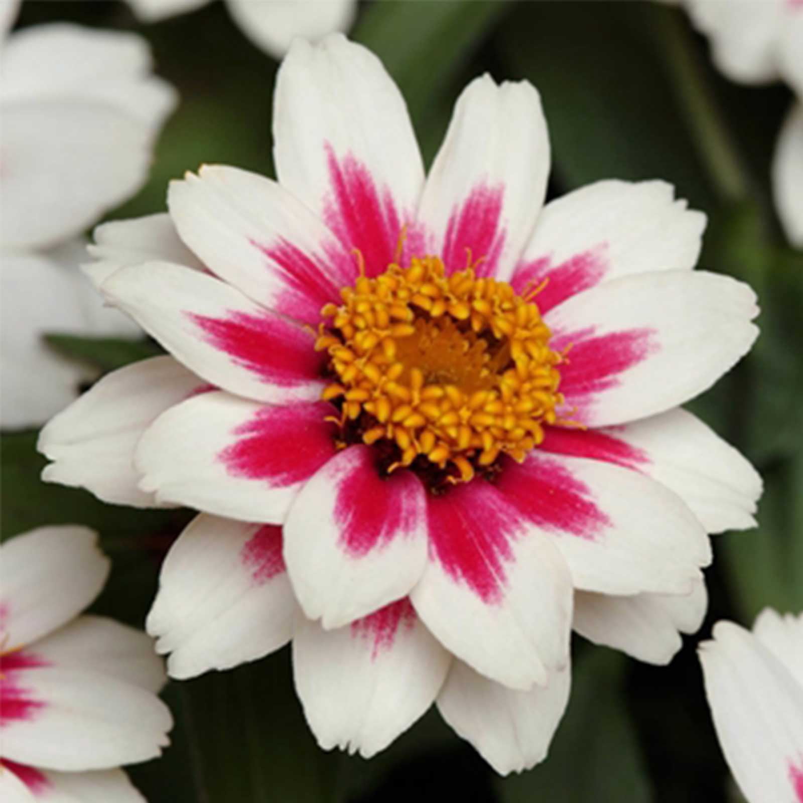 Zinnia Flower Garden Seeds - Zahara Series - Starlight Rose - 500 Seeds - Annual Flower Gardening Seed - Zinnia Marylandia