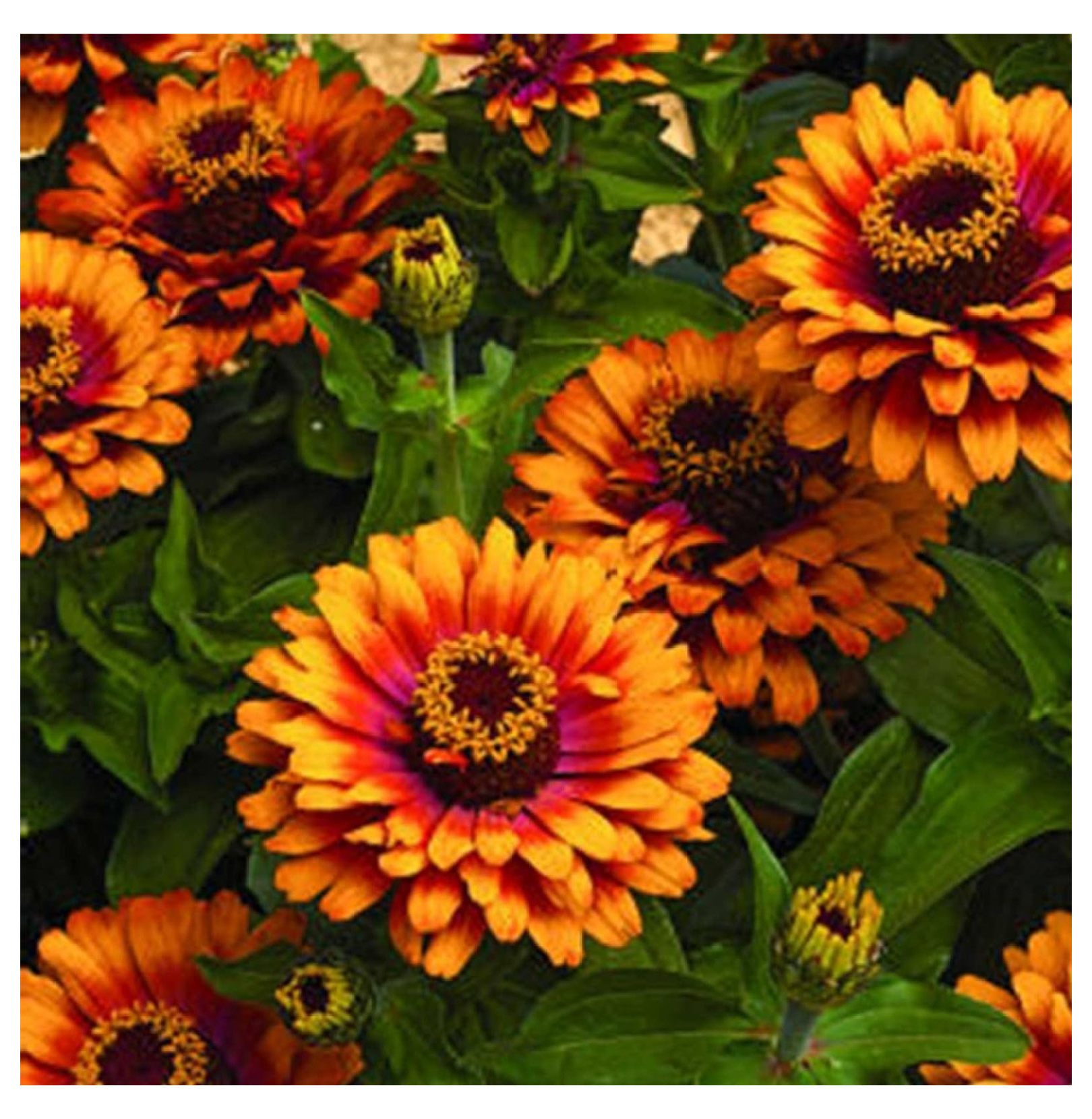 Zinnia Flower Garden Seeds Zowie Yellow Flame F1100 Seeds Annual