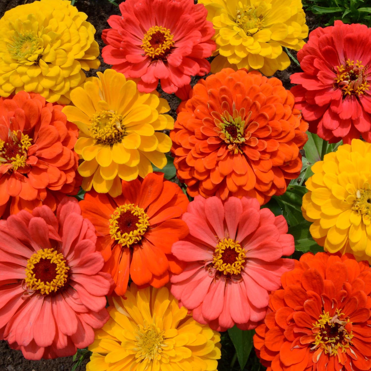 Zinnia Fruity Beauty Cut Flower Seed Mix 2000 Seeds
