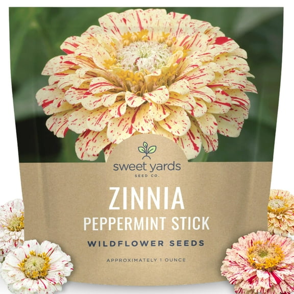 Zinnia Peppermint Stick - Large 1 MVR1Ounce Packet - 4,000 Flower Seeds for Planting - Zinnia elegans