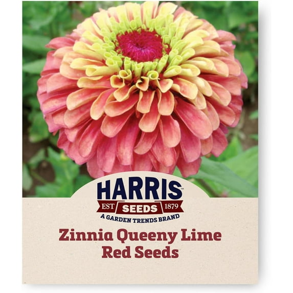 Harris Seeds - Zinnia Seeds Queeny Lime Red Flowers - Non-GMO - 250 Seeds