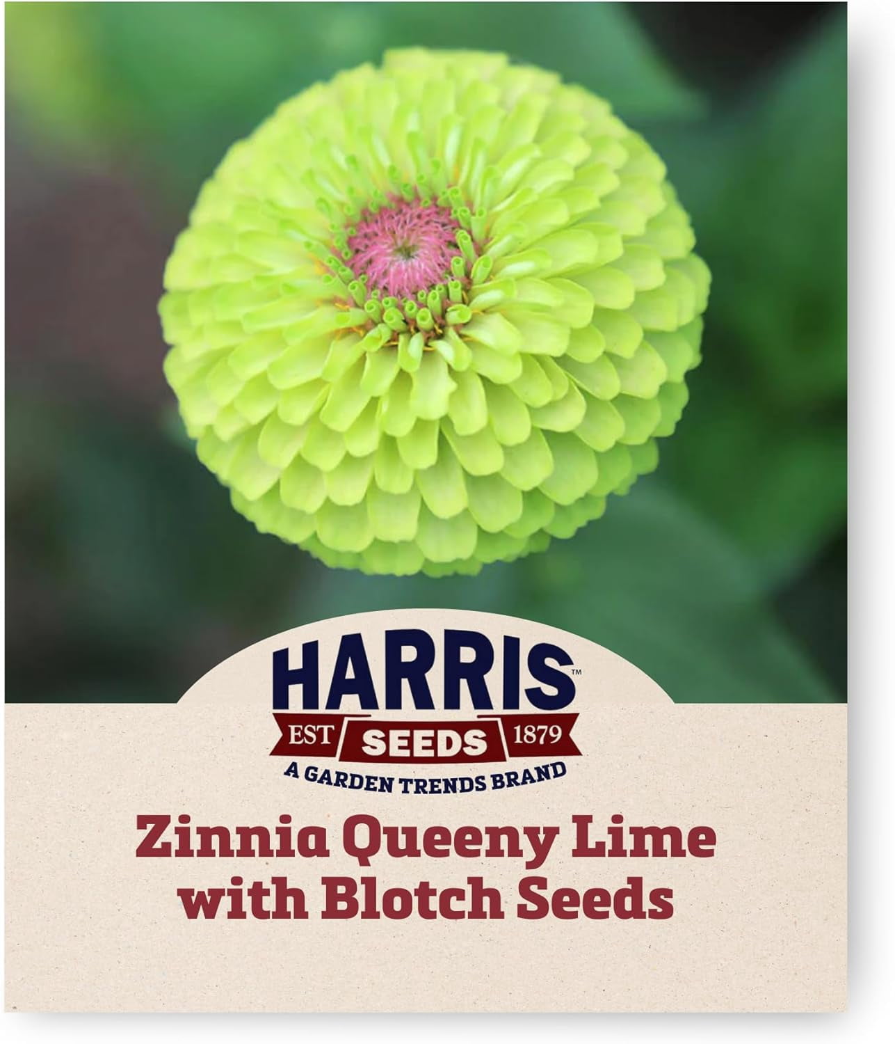 Harris Seeds Zinnia Queeny Lime Blotch Flowers Non-GMO, 250 Seeds ...