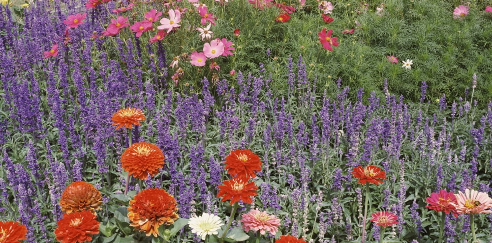 Zinnia Salvia and cosmos flowers in a garden Sacramento California USA Canvas Art - Panoramic Images (12 x 24)