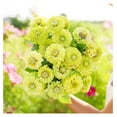 Zinnia Seeds Envy, NonGMO Seeds for Planting, 1 lb LowMaintenance