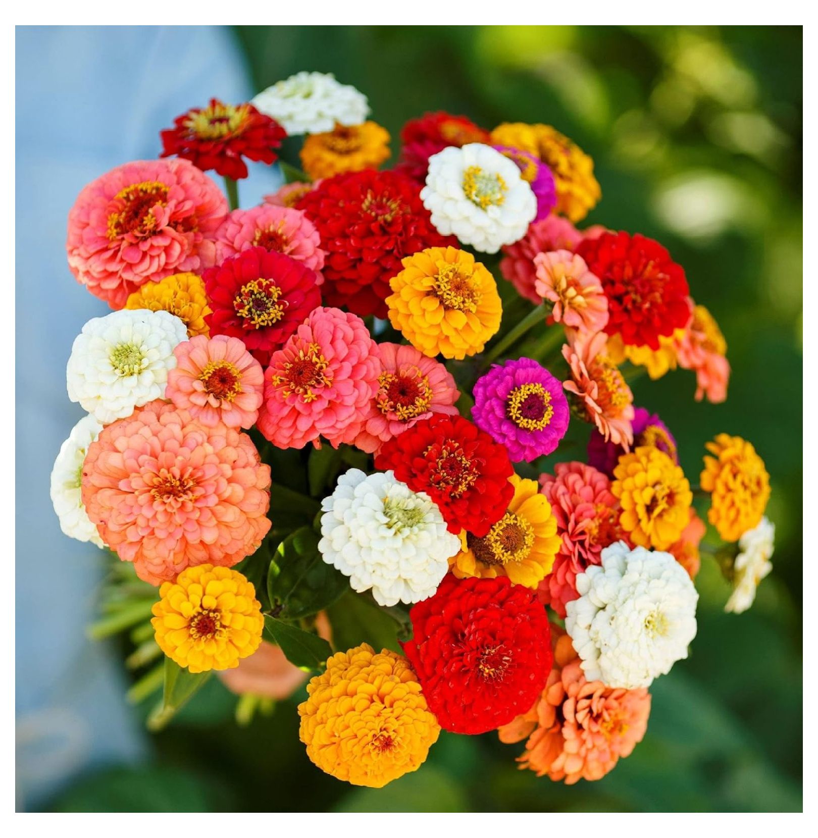 Zinnia Seeds Pumila/Cut & Come Again Mix, NonGMO Seeds for Planting