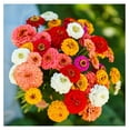 Zinnia Seeds Pumila/Cut & Come Again Mix, NonGMO Seeds for Planting