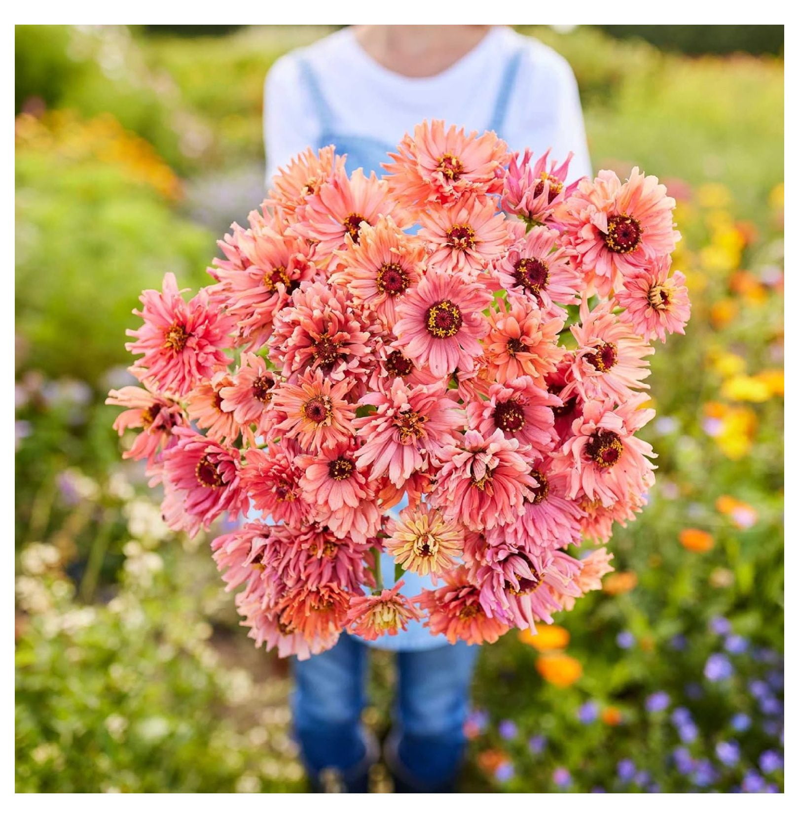 Zinnia Seeds Senorita, NonGMO Seeds for Planting, 1/4 lb Low