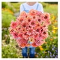 Zinnia Seeds Senorita, NonGMO Seeds for Planting, 1/4 lb Low