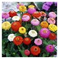 Zinnia Seeds Sprite Mix, NonGMO Seeds for Planting, 1 lb Low