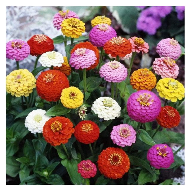 Zinnia Seeds Sprite Mix, NonGMO Seeds for Planting, 1 lb Low