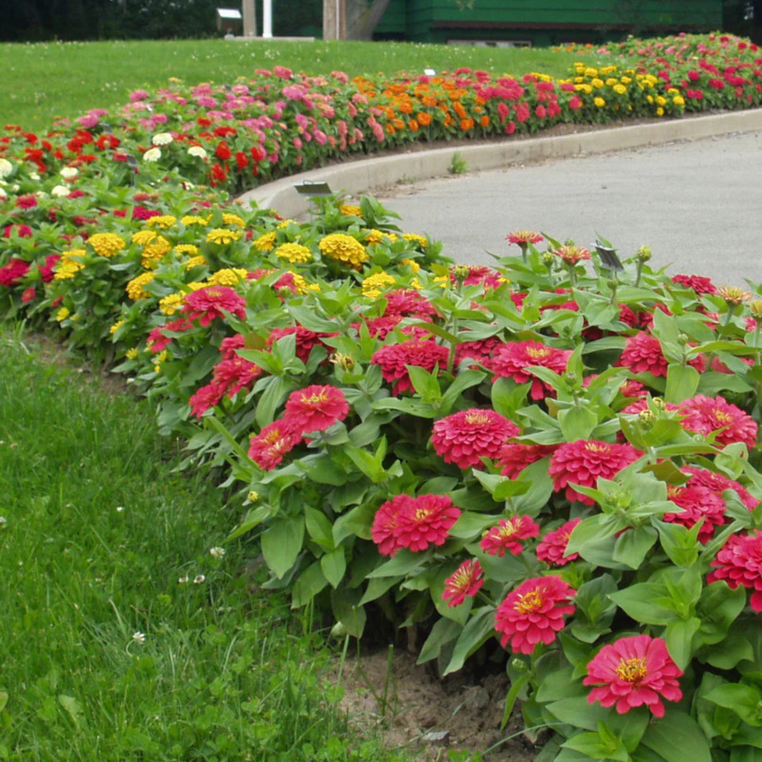 Zinnia Magellan Mix F1 Seed - Walmart.com