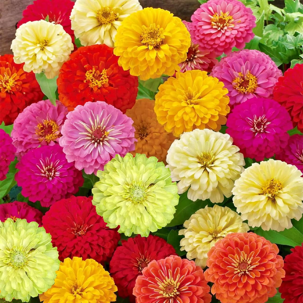 Zinnia Seeds for Planting Outdoors, 2000+ Zinnia Flower Seeds, Zinnia