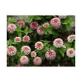 thumbnail image 1 of Zinnia Swizzle Bicolor Cherry and Ivory Nice Garden Flower 10 Seeds, 1 of 2