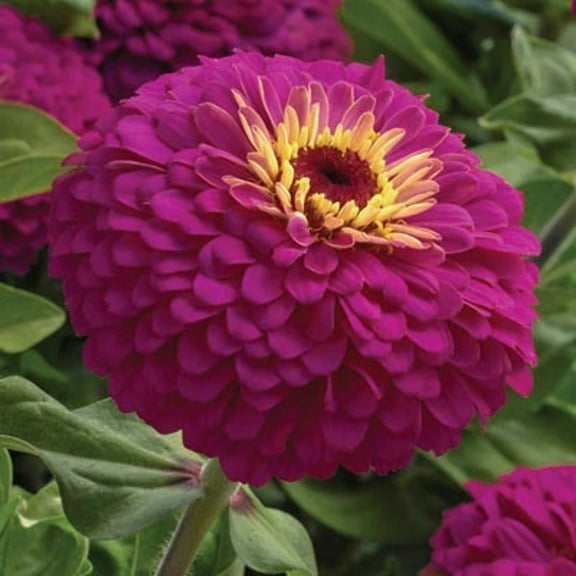 Zinnia Uproar Rose F1 Seed - NON-GMO - 25 Seeds