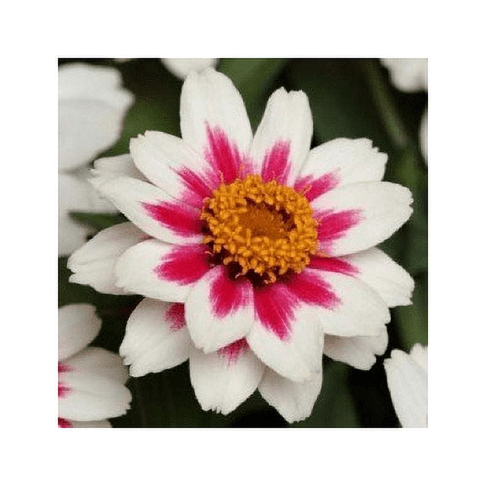 Zinnia Zahara Starlight Rose Nice Garden Flower by Seed Kingdom 30 Seeds