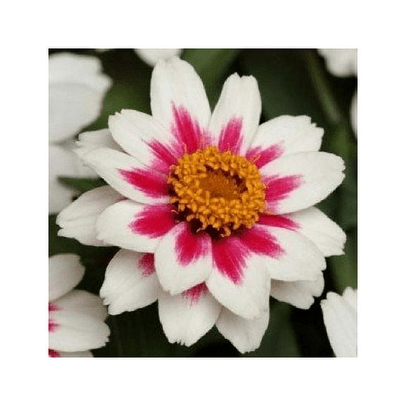 Zinnia Zahara Starlight Rose Nice Garden Flower by Seed Kingdom 30 Seeds
