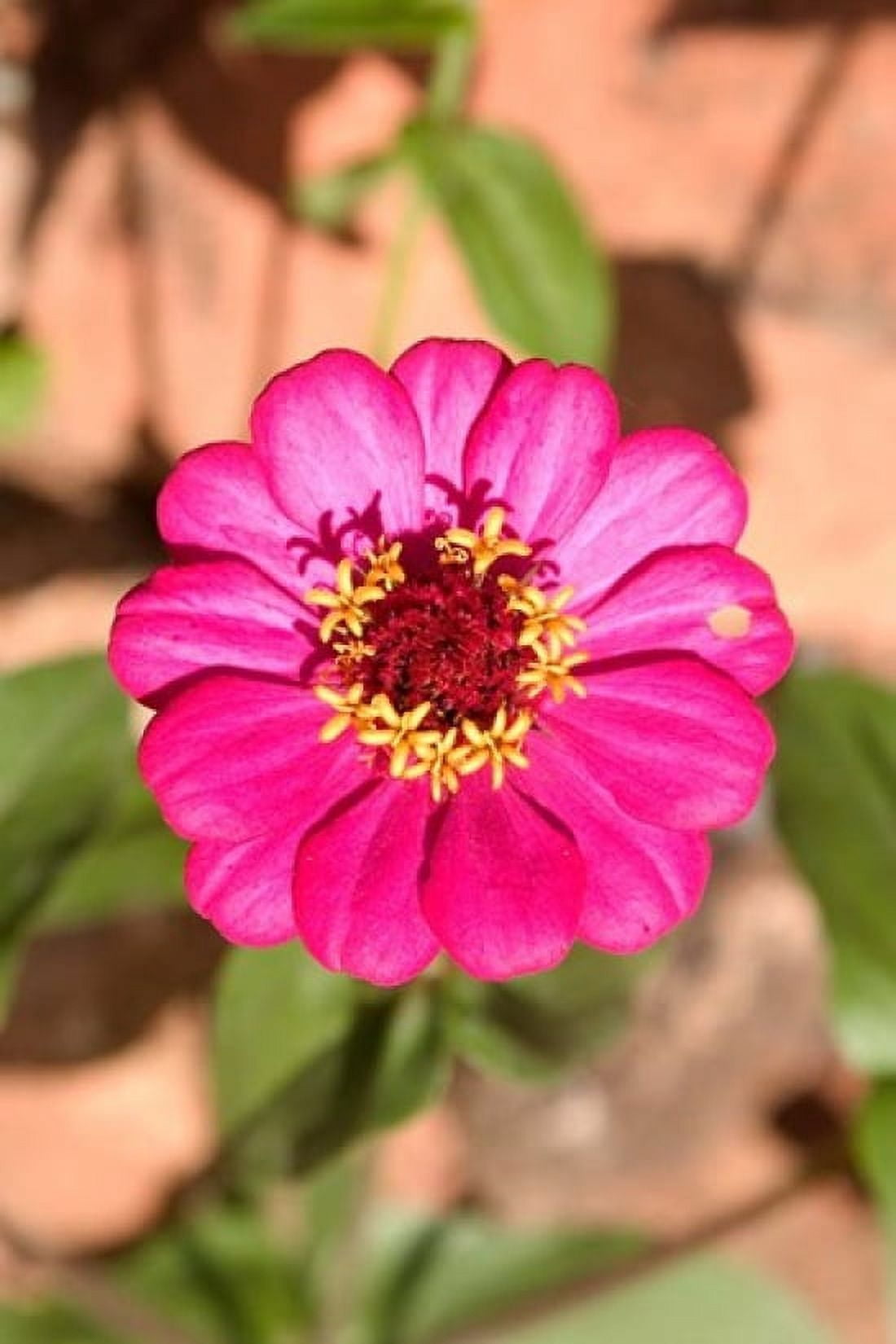 Zinnia flower Antananarivo Madagascar Canvas Art - Tananarive Aubert DanitaDelimont (23 x 34)