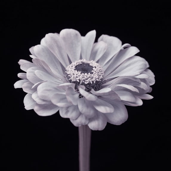 Zinnia flower Poster Print by Assaf Frank (24 x 24) # AF20140804286C05