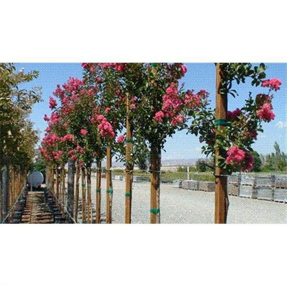 Zip-It Tree Ties 729440972660 EZ6-100 EZ Tie Garden Ties