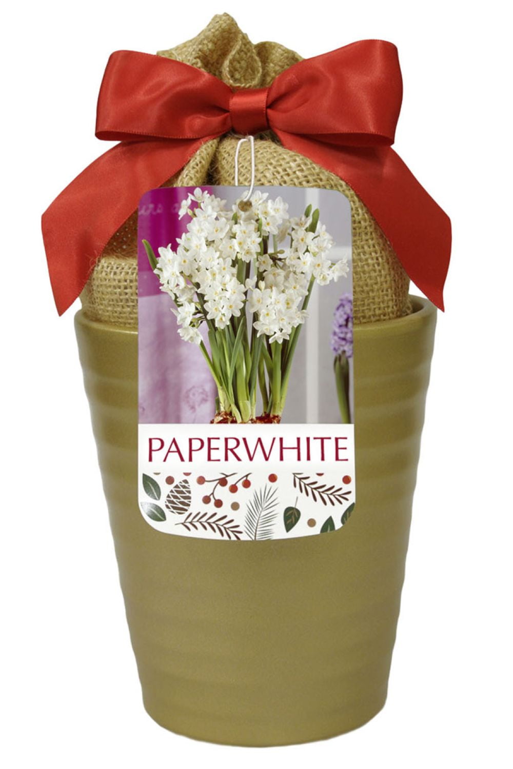 Ziva Paperwhite Growing Kit - 3 Bulbs - Pot/Planting Medium - Gold Ceramic Pot