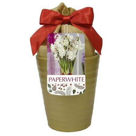 Ziva Paperwhite Growing Kit - 3 Bulbs - Pot/Planting Medium - Gold Ceramic Pot