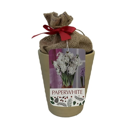 Ziva Paperwhite Growing Kit Gold Ceramic Pot - 3 Bulbs/Pot/Planting Medium