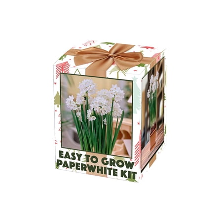 Ziva Paperwhite Narcissus Kit - 5 Bulbs - Pot, Planting Medium & Bulbs