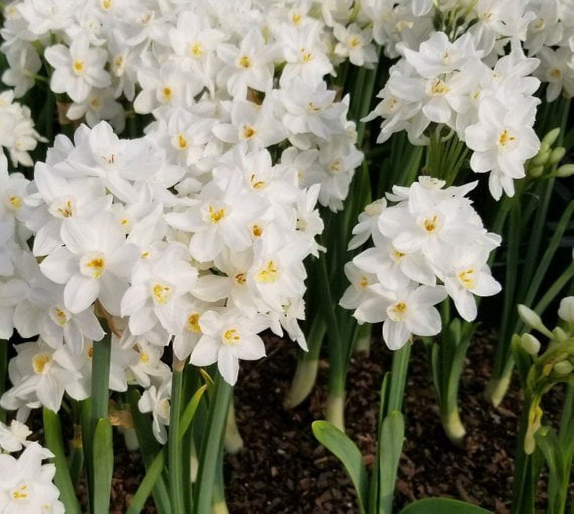 Ziva Paperwhites 5 Bulbs
