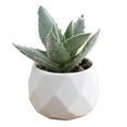 thumbnail image 1 of Zmeidao Fake Succulent Plant, Artificial Succulent Plants for Bedroom Living Room Shelf Bathroom Decor Office Desk Accessories, 1 of 6