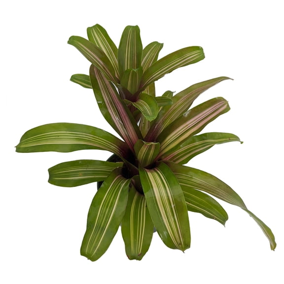 Zoe Vase Plant - Great Houseplant - 4" Pot - Neoregelia
