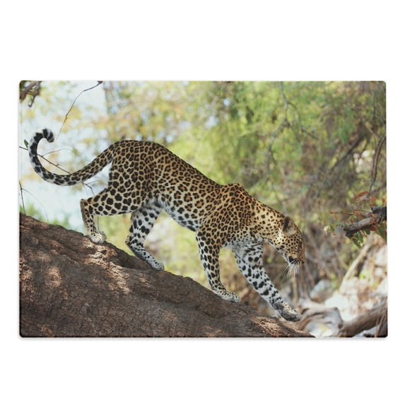 Zoo Cutting Board, Leopard Panthera Pantus on Tree Nature Reserve Botswana Carnivore Animal, Decorative Tempered Glass Cutting and Serving Board, Large Size, Green Pale Brown White, by Ambesonne