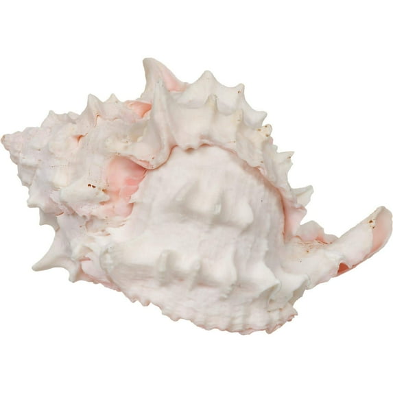 Zoo Med Hermit Crab Growth Shell