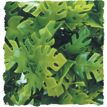 AMAZONIAN PHYLLO PLANT SML 144